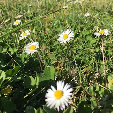 Hillside Bio Glamping Kemping