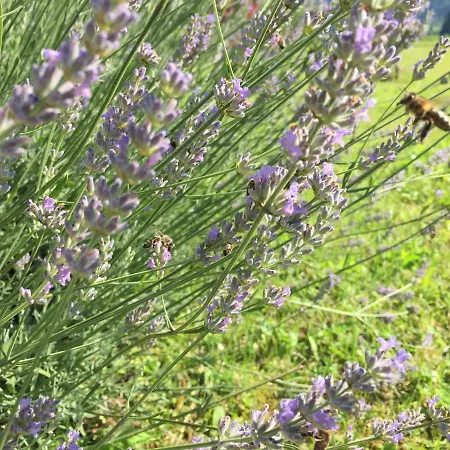 Hillside Bio Glamping *