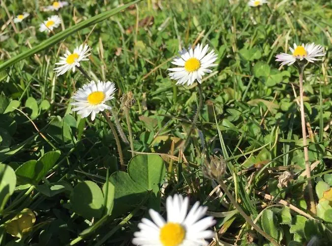 Hillside Bio Glamping Kemp