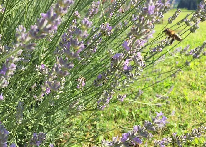 Hillside Bio Glamping *